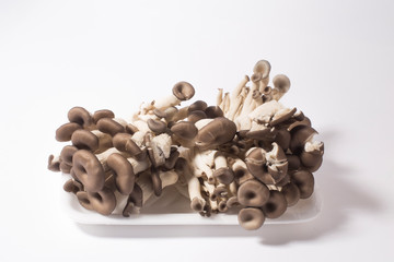 Oyster mushrooms on a white background