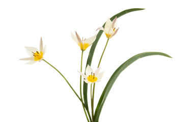 wild tulip isolated