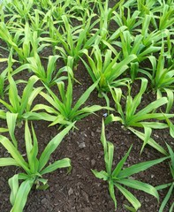 young green plant in soil
