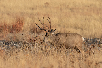 Buck Mule Deer in Colorado in Autumn