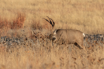Buck Mule Deer in Colorado in Autumn