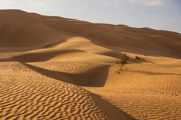 Beautiful yellow sand dunes in arabian desert