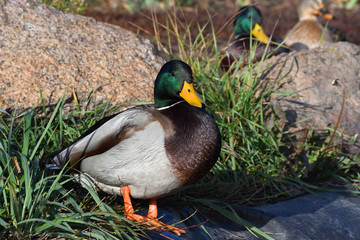 The amazing drake stands in green grass