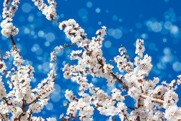Flowering apricot tree branches against blue sky. Toned image with bokeh. Spring concept