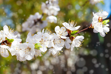  Flowering apricot tree branch with bokeh. Spring concept
