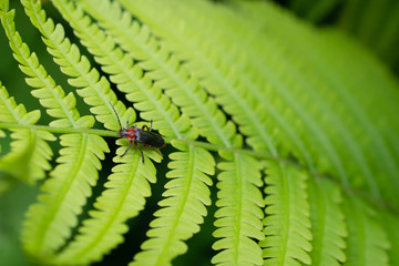 The alone red- black beetle is on the green  fern leaves closeup.