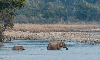 Big aisatic elephant female crossing ram ganga river at jim corbett national park with cub elephant