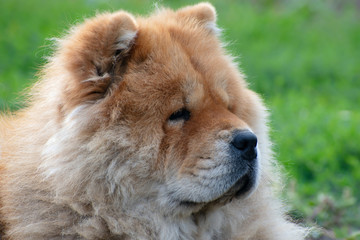 The portrait of a nice dog breed chow chow