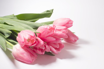 Pink tulip isolated on white background
