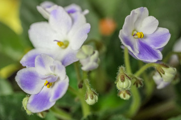 PRETTY BOUQUET