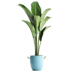 tropical plants banana