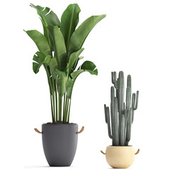 tropical plants banana