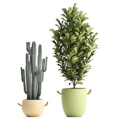  croton in pots on a white background