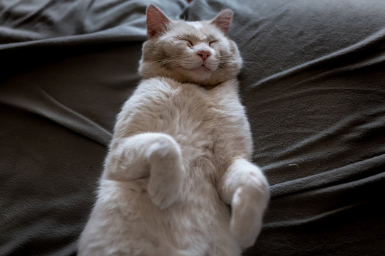 gato blanco con heridas en la cara,  duerme profundamente