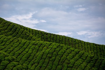 Colinas infinitas de té en Malasia