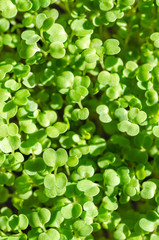 Arugula sprouts in sunlight from above. Sprouting rocket, Eruca vesicaria, also called garden rocket. Green seedlings and young plants of Lens esculenta puyensis. Healthy microgreen. Macro food photo.