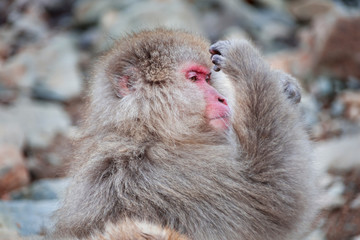 Young Japanese macaque posing guts