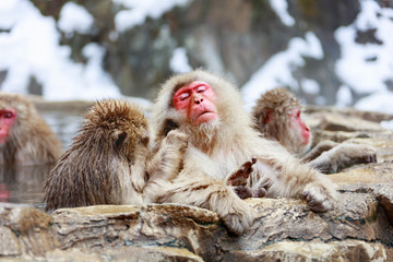 Fototapeta premium Monkey couple grooming in hot spring