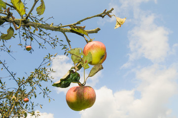Apfel am Baum