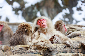 Monkey couple grooming in hot spring