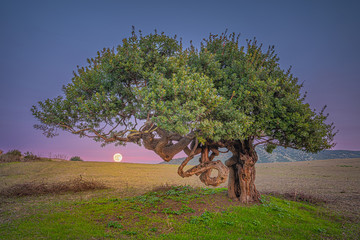natura creativa