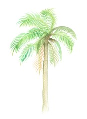 Obraz premium isolated coconut tree watercolor illustration, isolated nature on white background