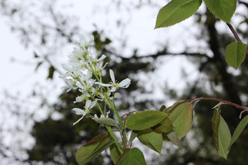 Chokecherry Flowers
