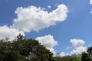 Obraz premium trees and sky