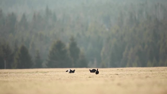 black grouse, blackgame, blackcock , tetrao tetrix, czech nature