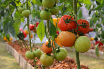 Photo of group of tomato hanging on tomato tree in plantation.