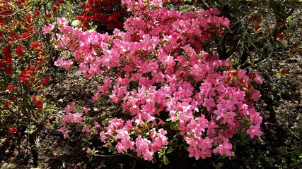  Pink Azalea flowers in the garden. Azaleas are flowering shrubs in the genus Rhododendron, family...