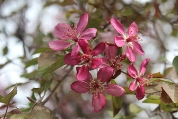 Bright Flowering Crab Tree