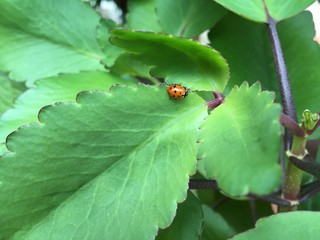 Ladybug on a green leaf