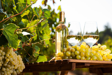 glass of White wine ripe grapes and bread on table in vineyard