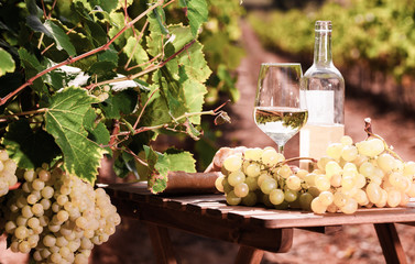 glass of White wine ripe grapes and bread on table in vineyard