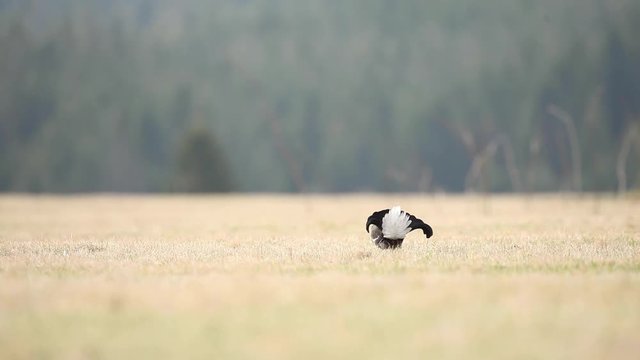 black grouse, blackgame, blackcock , tetrao tetrix, czech nature
