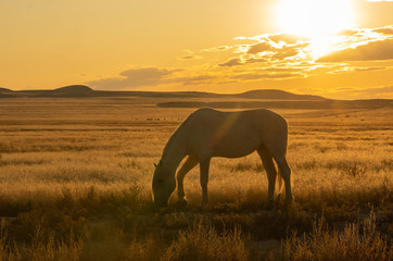 Naklejka na ściany i meble Wild Horse Stallion at Sunset in the Utah Desert