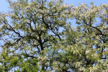 Natural Thriving Blossoming Tree