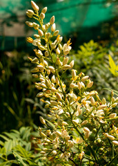 Fototapeta premium Picture of White Flowers in the sun light