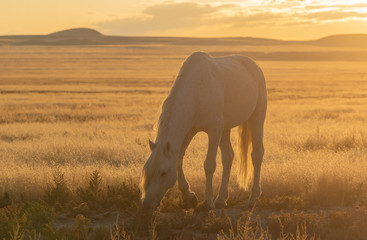 Wild Horse Stallion at Sunset in the Utah Desert