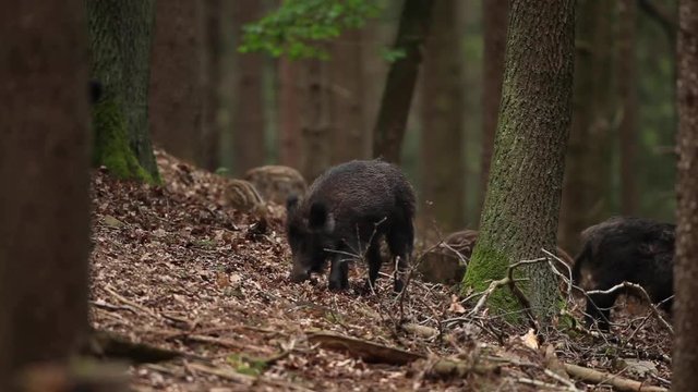 wild boar, sus scrofa, czech nature