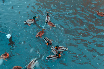 in snowfall, the lake is warm blue in winter. wild  ducks swim, wintering waterfowl. ice-free lake in the city park, snowflakes on colorful feathers. Cute bird green and orange head