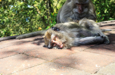 Funny Macaque with tongue. Monkeys catching fleas
