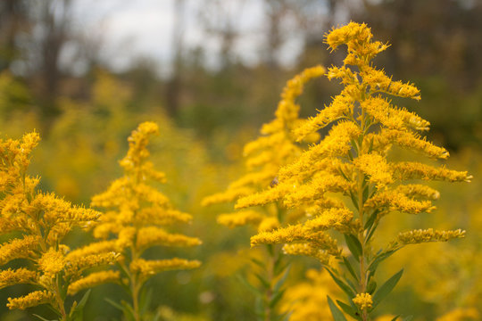 Goldenrod, Prairie Oaks Metropark, Ohio