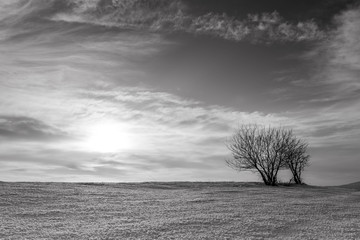 Fototapeta premium Monochrome image of two young trees in the melted snow at the top of a hill at sunset, vibrant sky with white clouds.