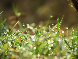 Fresh green grass with dew drops close up. Water drops on the fresh grass after rain. Light morning dew on the green grass. Beautifull bokeh. Small depth of field