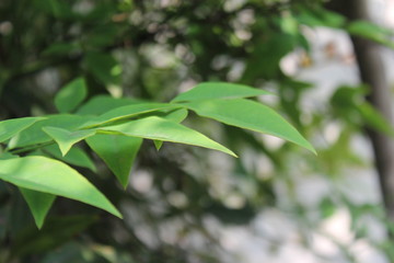 Leaves of Green
