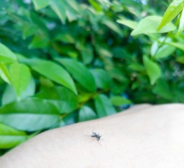 Mosquito bite arm with leaf backgrouds.