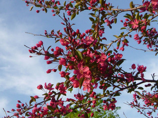 Red Crab Apple Blooms