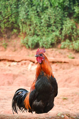 Beautiful chicken in rural village